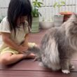 飼い主の近くでいつも過ごす猫　ラガマフィンA cat that always stays close to its owner. Ragamuffin