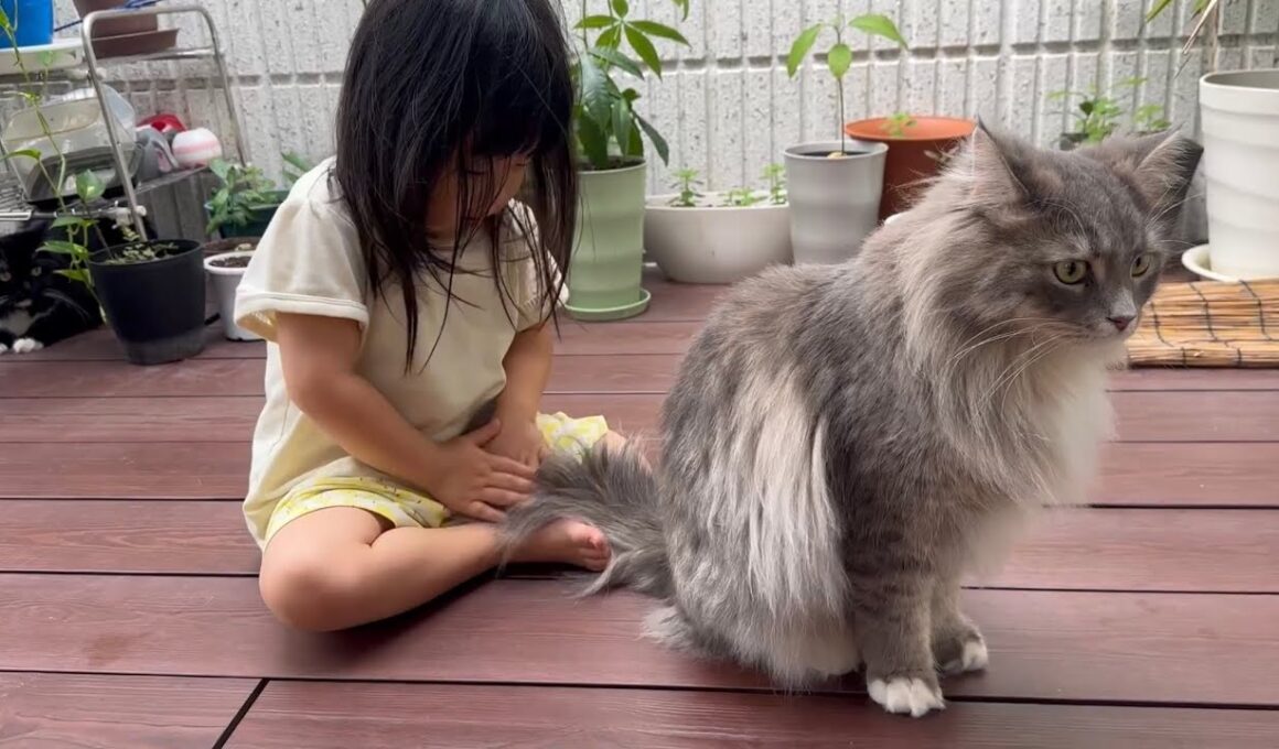 飼い主の近くでいつも過ごす猫　ラガマフィンA cat that always stays close to its owner. Ragamuffin