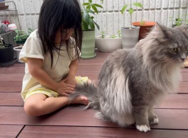 飼い主の近くでいつも過ごす猫　ラガマフィンA cat that always stays close to its owner. Ragamuffin