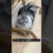 メインクーンの新しいベッド#メインクーン #ラグドール  #猫のいる暮らし#mainecoon #ragdoll