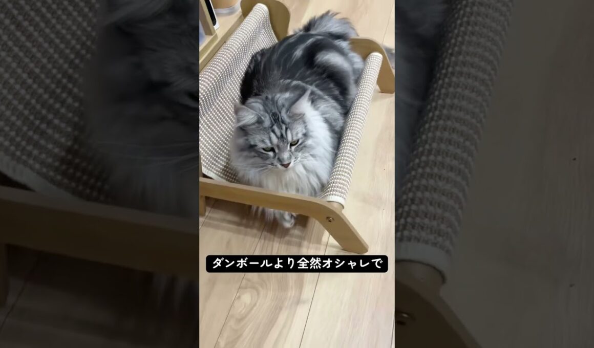 メインクーンの新しいベッド#メインクーン #ラグドール  #猫のいる暮らし#mainecoon #ragdoll