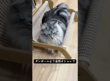 メインクーンの新しいベッド#メインクーン #ラグドール  #猫のいる暮らし#mainecoon #ragdoll