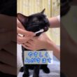 はみがき黒猫　#ボンベイ #子猫 #cat #bombay #猫のいる暮らし #猫のいる生活 #ねこ #猫好きさんと繋がりたい #歯磨き #ねこ動画 #かわいい #癒やし #歯ブラシ