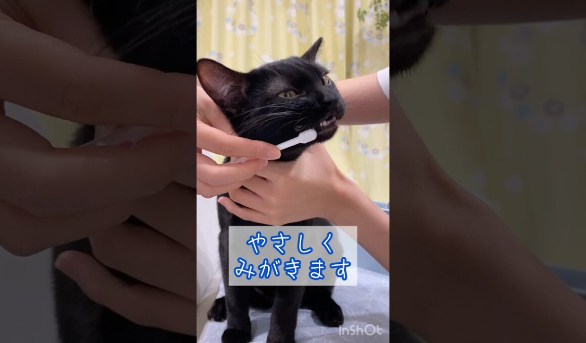 はみがき黒猫　#ボンベイ #子猫 #cat #bombay #猫のいる暮らし #猫のいる生活 #ねこ #猫好きさんと繋がりたい #歯磨き #ねこ動画 #かわいい #癒やし #歯ブラシ