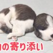 【感動】実の親子のように寄り添う子猫と先住猫に涙