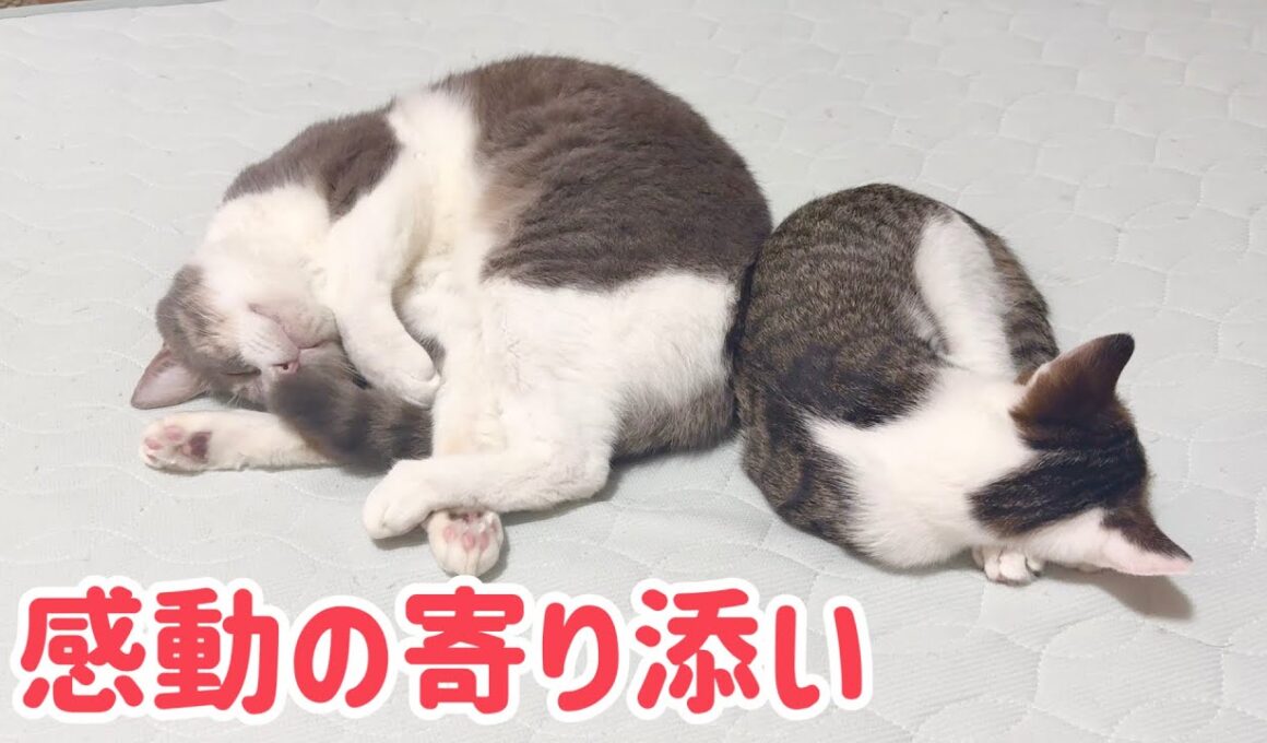 【感動】実の親子のように寄り添う子猫と先住猫に涙