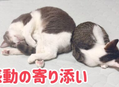 【感動】実の親子のように寄り添う子猫と先住猫に涙