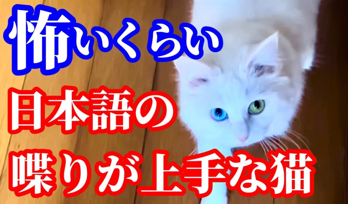 はっきり日本語をしゃべる弟猫と優しいお姉ちゃん猫