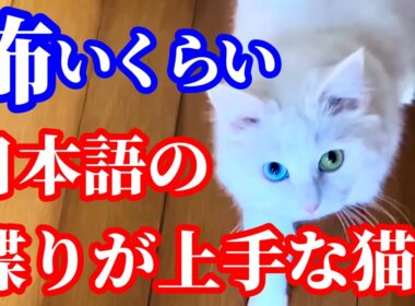 はっきり日本語をしゃべる弟猫と優しいお姉ちゃん猫