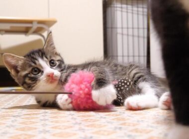 子猫のユメちゃんチコちゃんのオフショット 11　おもちゃをひとり占めした子猫に怒ってしまった子猫？【赤ちゃん猫　保護猫】