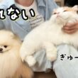 久々休みの飼い主にピッタリくっついて離れなくなった猫と犬がかわいすぎた！