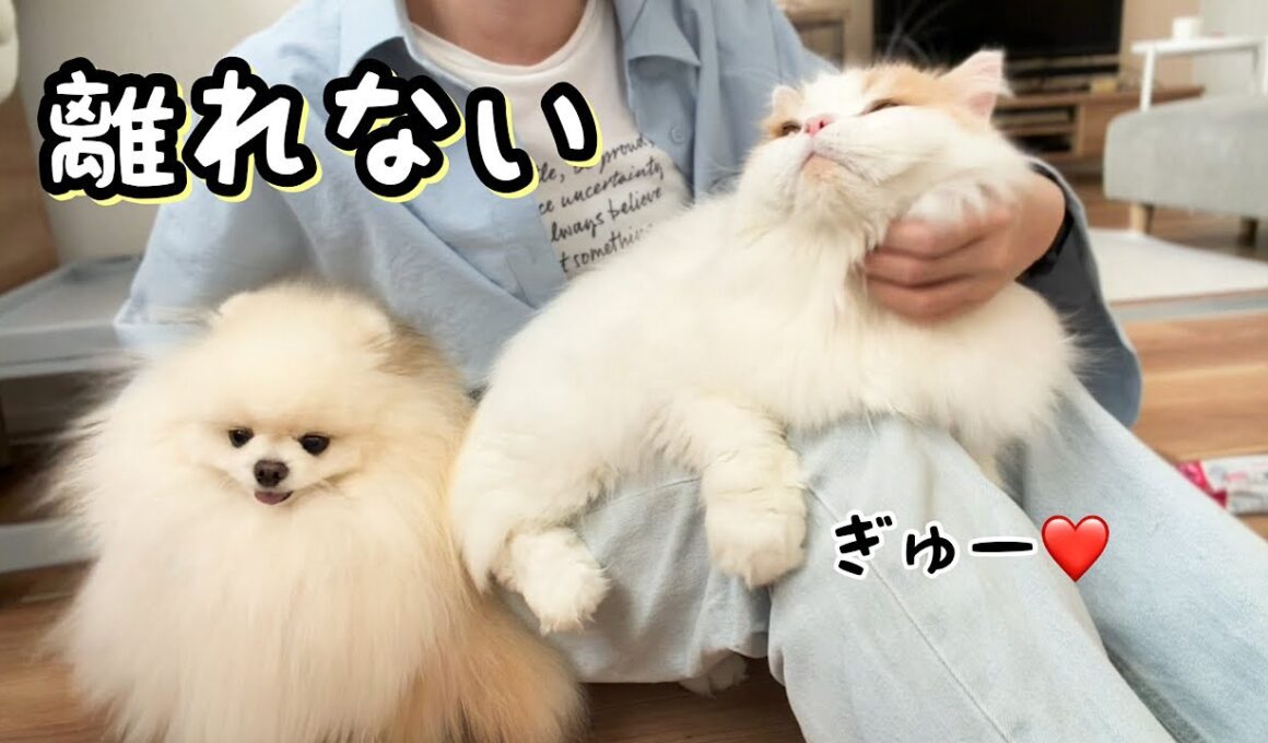 久々休みの飼い主にピッタリくっついて離れなくなった猫と犬がかわいすぎた！