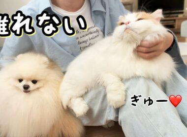 久々休みの飼い主にピッタリくっついて離れなくなった猫と犬がかわいすぎた！