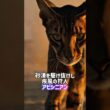 俊敏な猫とモフモフな猫🥊❗️アビシニアン•サイベリアン💨