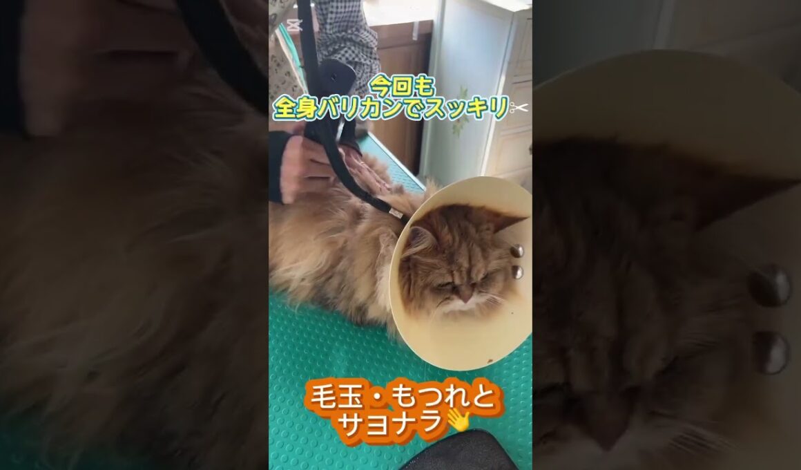 トリミングコースご利用☆ペルシャ　ソフィちゃん  #cat #長毛  #猫のいる暮らし