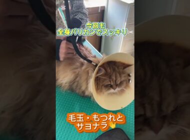 トリミングコースご利用☆ペルシャ　ソフィちゃん  #cat #長毛  #猫のいる暮らし