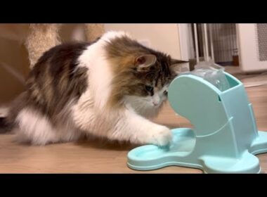 知育玩具を使いこなしておやつを出す猫が賢すぎたw