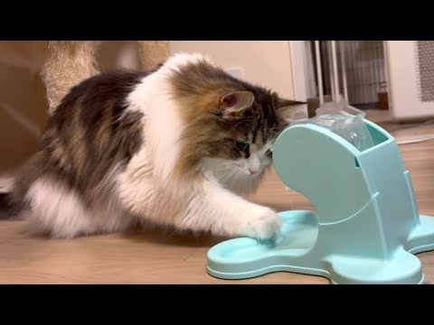 知育玩具を使いこなしておやつを出す猫が賢すぎたw