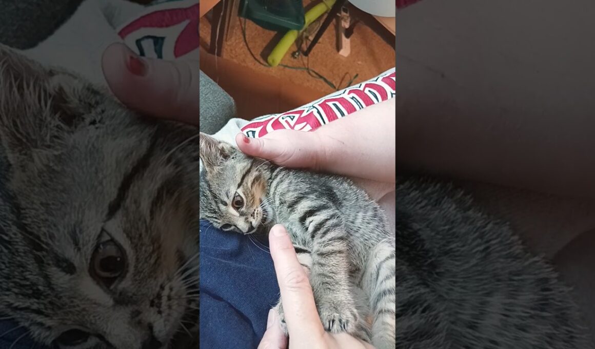 We love you, little kitty-boy😘💞😺💯🥳❤️😻💋#kitten ,#haveitoldyoulatelythatiloveyou #cat