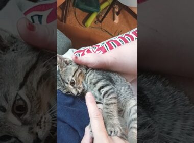 We love you, little kitty-boy😘💞😺💯🥳❤️😻💋#kitten ,#haveitoldyoulatelythatiloveyou #cat