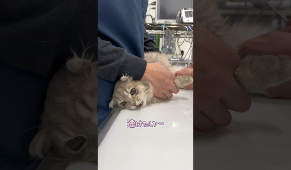 注射が嫌いで逃げようとするマンチカン