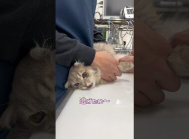 注射が嫌いで逃げようとするマンチカン