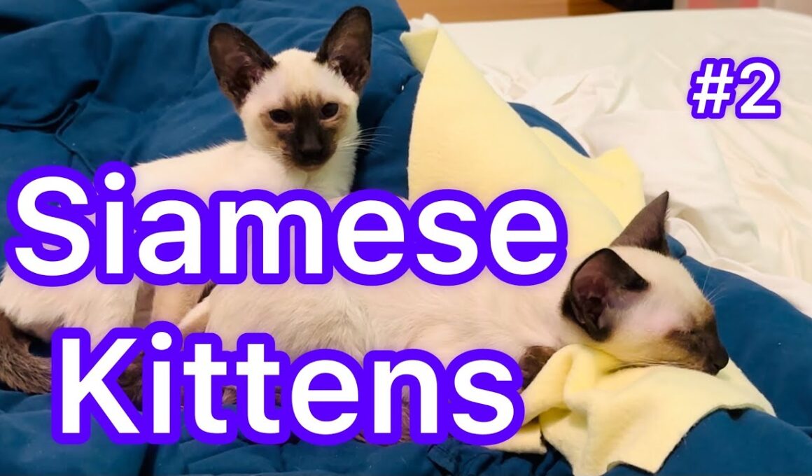 シャム子猫とルナ・ジェナのイースト菌　ご対面　Siamese Kittens