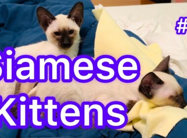 シャム子猫とルナ・ジェナのイースト菌　ご対面　Siamese Kittens