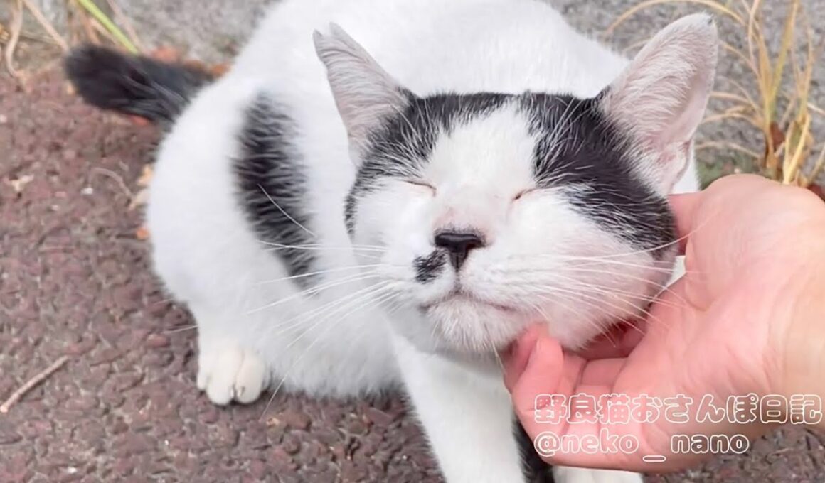 背を向けて座り込んだハチワレが突然積極的に甘え出した(しろ)