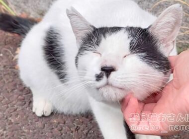 背を向けて座り込んだハチワレが突然積極的に甘え出した(しろ)