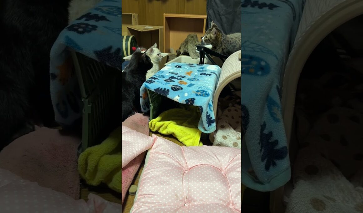 折りたたみイスで、変な動きをするキジシロのルル。子ネコ２匹。シャムの雫、黒猫の黒夢、キョトンとする