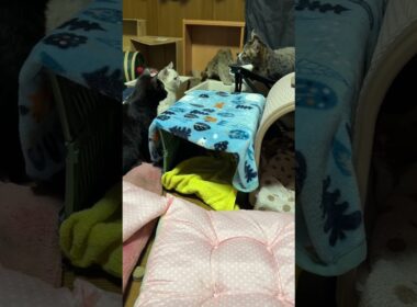 折りたたみイスで、変な動きをするキジシロのルル。子ネコ２匹。シャムの雫、黒猫の黒夢、キョトンとする