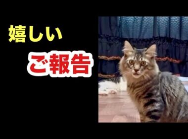 嬉しいお話があります！【保護子猫トライアル】