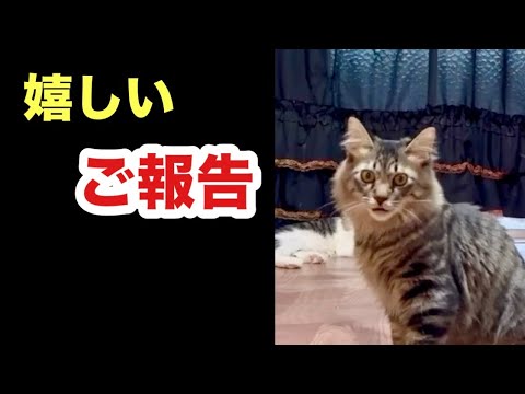嬉しいお話があります！【保護子猫トライアル】