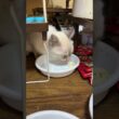 シャムの子ネコ雫ちゃん、塩分カットのチーズ、好物だけど、食べづらかった💦