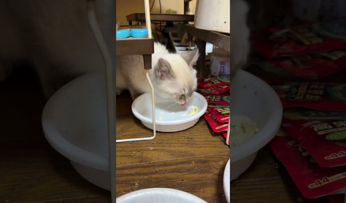 シャムの子ネコ雫ちゃん、塩分カットのチーズ、好物だけど、食べづらかった💦
