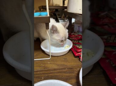 シャムの子ネコ雫ちゃん、塩分カットのチーズ、好物だけど、食べづらかった💦