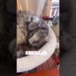 まったり #ねこ動画 #アメリカンカール #catshorts