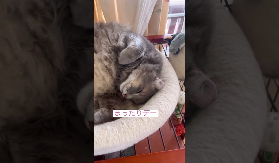 まったり #ねこ動画 #アメリカンカール #catshorts