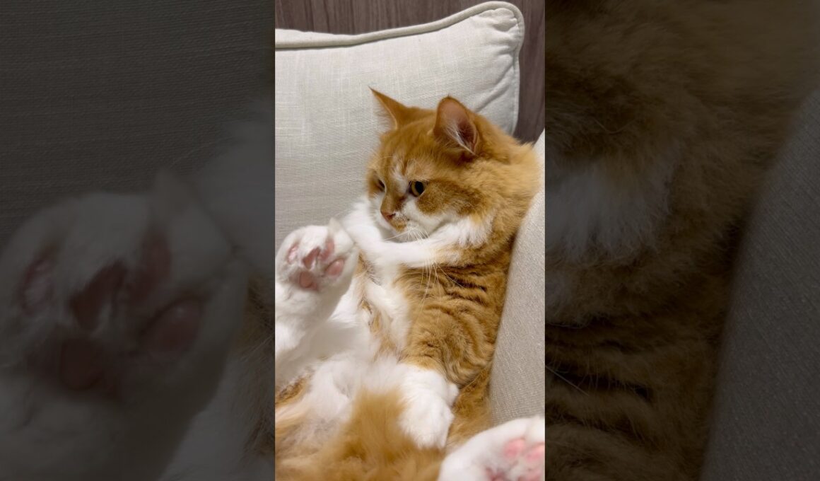 僕の特等席を奪われて今これ… #shorts #猫 #マンチカン #短足マンチカン #cat #munchkin