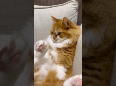 僕の特等席を奪われて今これ… #shorts #猫 #マンチカン #短足マンチカン #cat #munchkin