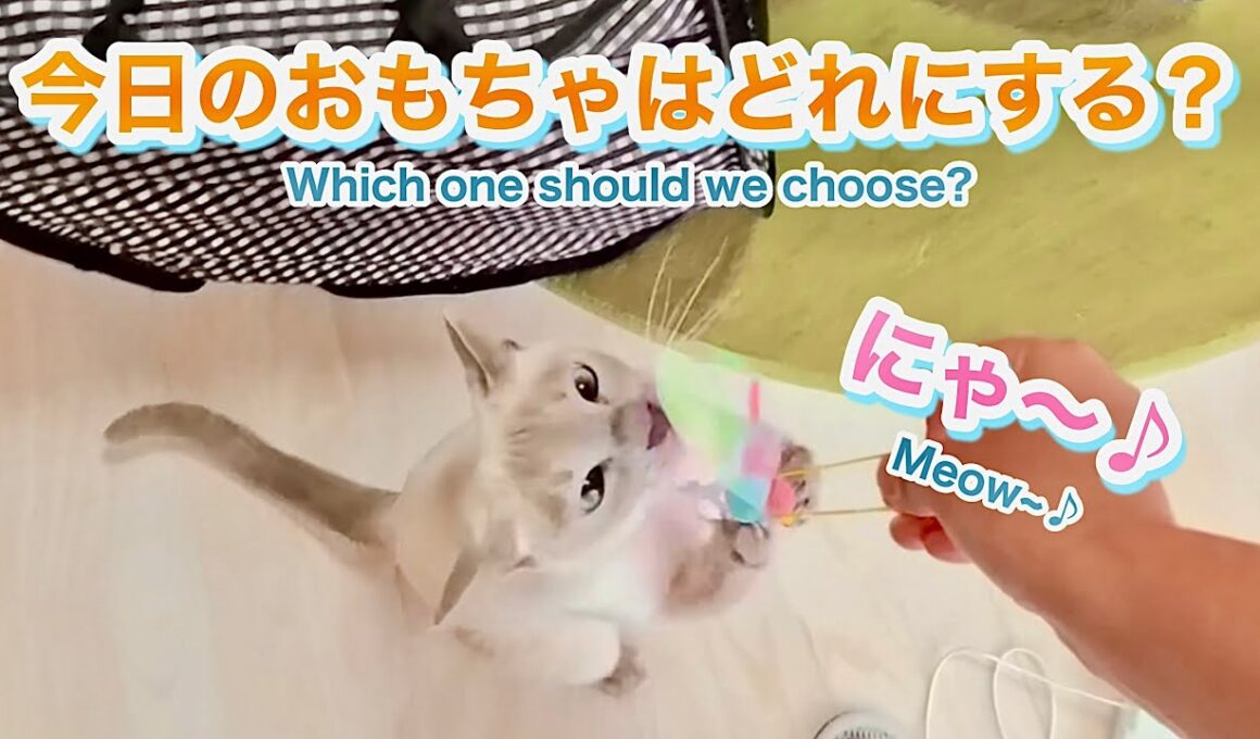 キャットホイールでダッシュ💨今日のおもちゃはどれにする？にゃ〜♪【猫 トンキニーズ】“Wheel Dash💨 Which Toy? Meow~♪ [Tonkinese]”