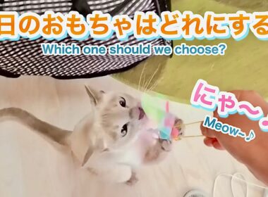 キャットホイールでダッシュ💨今日のおもちゃはどれにする？にゃ〜♪【猫 トンキニーズ】“Wheel Dash💨 Which Toy? Meow~♪ [Tonkinese]”
