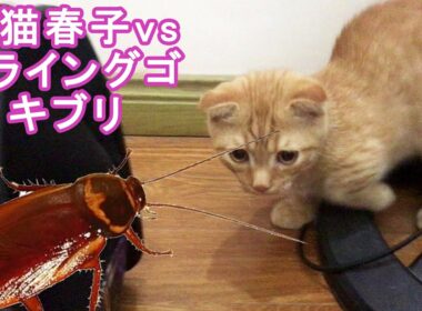子猫春子vsフライングゴキブリ