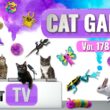 CAT Games | Ultimate Cat TV Compilation Vol 178 | 8 HOURS  🐝🐞🦋🦎🦜🐜🐭🧵