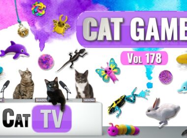 CAT Games | Ultimate Cat TV Compilation Vol 178 | 8 HOURS  🐝🐞🦋🦎🦜🐜🐭🧵