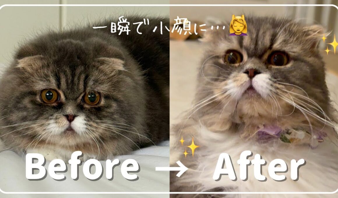 娘のサロンで小顔マッサージを受けた愛猫ぷくの変化がやばい…！😹