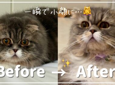 娘のサロンで小顔マッサージを受けた愛猫ぷくの変化がやばい…！😹