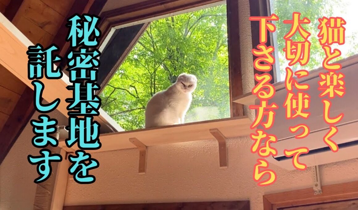 【2025年秋】子猫の命を奪うウイルスの闘いに疲れた主が、元山の野良猫シロと過ごした山小屋で想う…