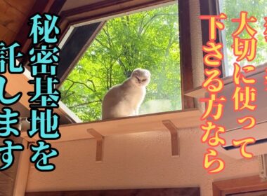 【2025年秋】子猫の命を奪うウイルスの闘いに疲れた主が、元山の野良猫シロと過ごした山小屋で想う…